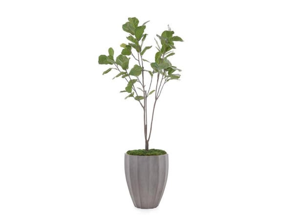 Organic Fig Accessories John Richards Company