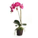 Phalaenopsis Drop-In 23"