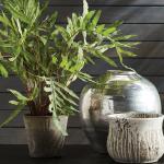 Hare's Foot Fern Potted 36" - Image 2