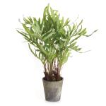 Hare's Foot Fern Potted 36"