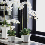 Barclay Butera Phalaenopsis In Ceramic Pot 31" - Image 2
