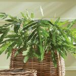 Hare's Foot Fern Potted 36" - Image 3