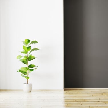 5 Tips To Choosing The Perfect Accent Wall Color